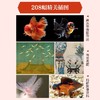 水舞华章：中国金鱼传奇 商品缩略图4
