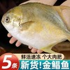 【顺丰直发 鲜捕速冻金鲳鱼】鱼眼透亮鱼鳞完整 无需复杂处理 清蒸焖煮烧烤百搭 清蒸红烧香煎都鲜嫩 商品缩略图0