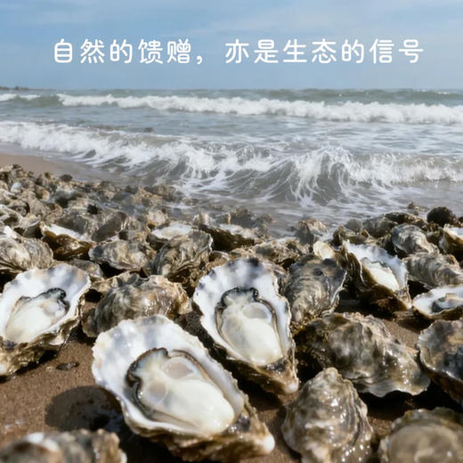 热卖中！顺丰发货!【2026年盛夏新货，单只重量超3两】福建黄金三倍体生蚝（3+超大规格） 商品图4