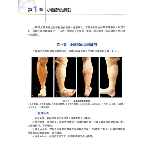 小腿修复重建 徐永清 陈雪松 郑和平 主编 适合各级临床医师、进修医师及医学生阅读使用 9787559146649 辽宁科学技术出版社 商品图4