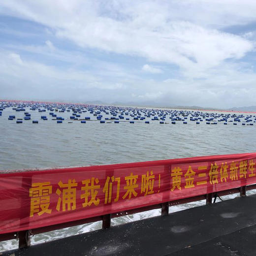 热卖中！顺丰发货!【2026年盛夏新货，单只重量超3两】福建黄金三倍体生蚝（3+超大规格） 商品图3