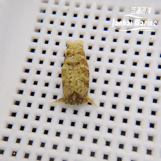 眼斑海兔 商品图3