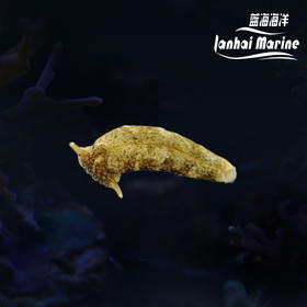 眼斑海兔