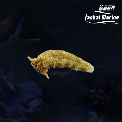 眼斑海兔 商品图0