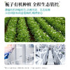 【特选好材】Doctor jepson 灵芝栀子饮 30ml*10条/盒 撕开即饮清甜顺滑 商品缩略图3