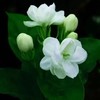 茉莉花茶（定制版） 商品缩略图0