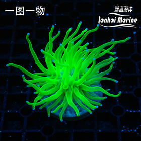 人工绿火柴