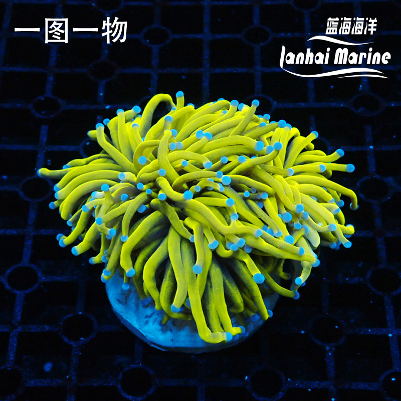 人工金火柴 24K金