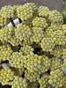 配花配草黄金球一扎 商品缩略图7