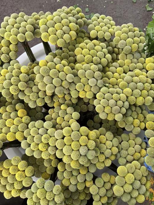 配花配草黄金球一扎 商品图7