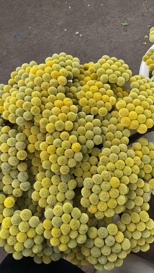 配花配草黄金球一扎 商品图8