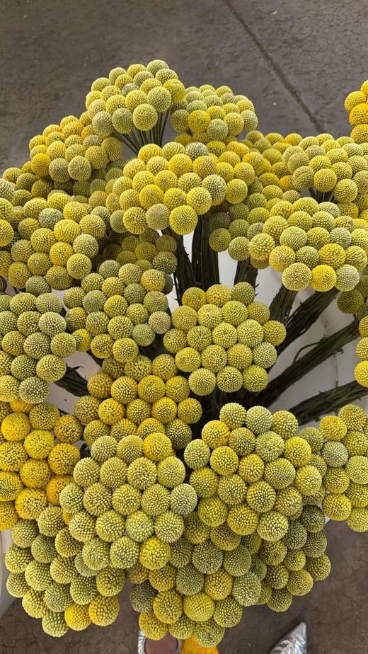 配花配草黄金球一扎 商品图6