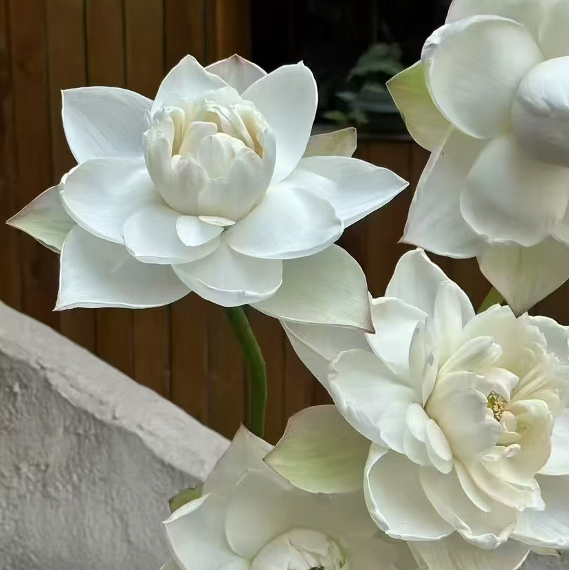 白色荷花5支