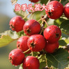 【买4送1】小羊博士 益生元山楂糖葫芦 入口软糯 老少皆宜 独立包装 商品缩略图4