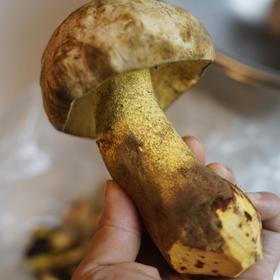 云南野生菌（野生虎掌菌/白葱牛肝菌/火把鸡枞/鸡油菌/青头菌.）
