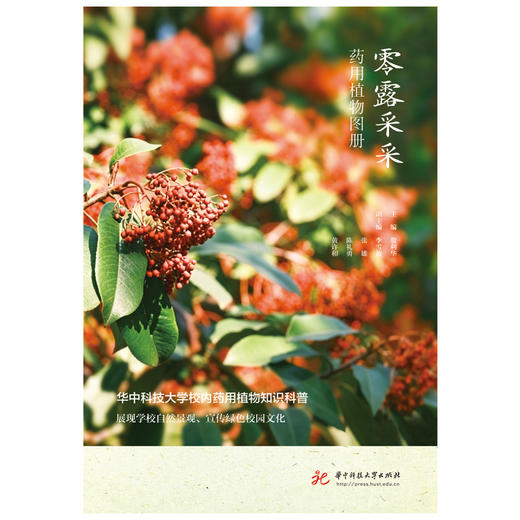零露采采：药用植物图册  9787577231112  华中科技出版社 商品图3