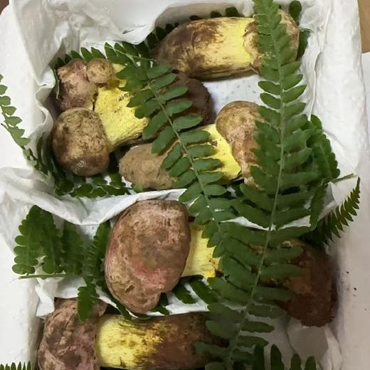 云南野生菌（野生虎掌菌/白葱牛肝菌/火把鸡枞/鸡油菌/青头菌.） 商品图2
