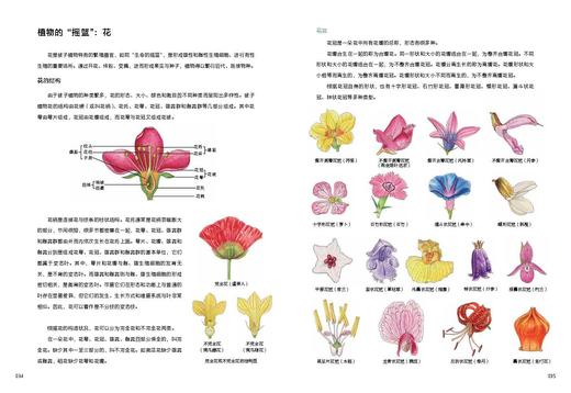 植物有大学问:植物科学画家带你认识植物（礼盒版）多规格 商品图5