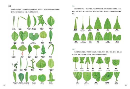 植物有大学问:植物科学画家带你认识植物（礼盒版）多规格 商品图6