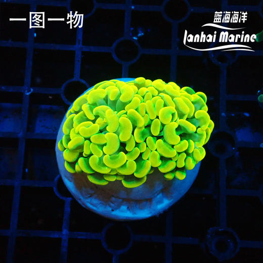 幻彩金分枝榔头 商品图5