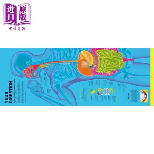 预售 【中商原版】DK 人体 你的奇妙身体结构大揭秘 Body Your Amazing Anatomy Revealed 英文原版 DK 科学百科作品 商品图3