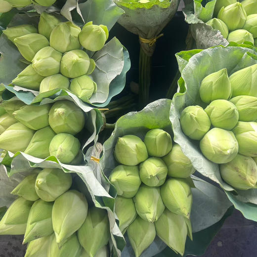 荷花林亭春蔼5支 商品图2