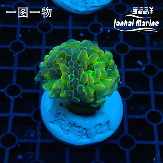 人工幻彩分枝榔头 商品图1