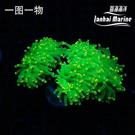 人工荧光绿巨人火柴