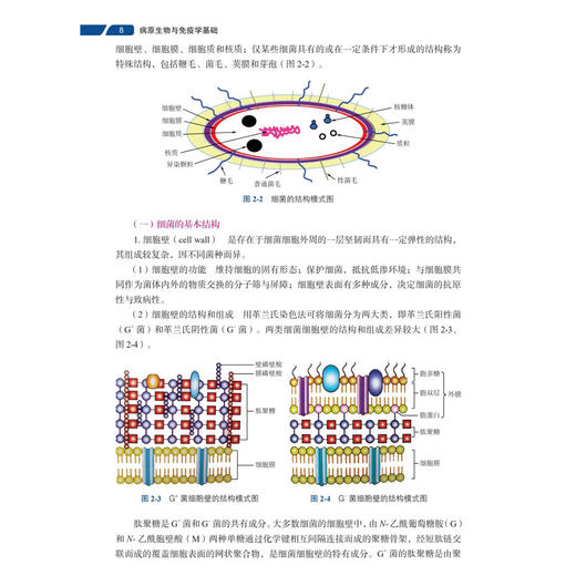 病原生物与免疫学基础 第4四版 张仙芝 田叶青 主编 中等职业教育新形态教材 供中等职业教育护理 药剂 中医等专业用 科学出版社 商品图4