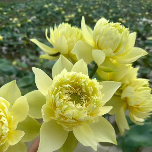 荷花林亭春蔼5支 商品图0