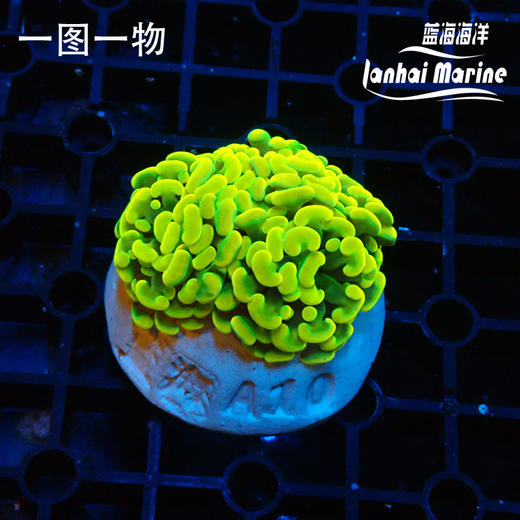 幻彩金分枝榔头 商品图2