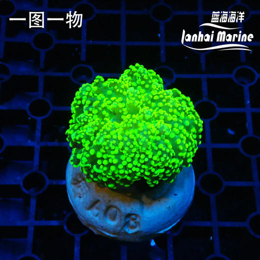 人工荧光绿蛙卵 商品图1