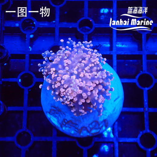 人工分枝荧光橙蛙卵 商品图2
