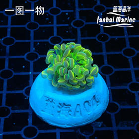 人工幻彩分枝榔头