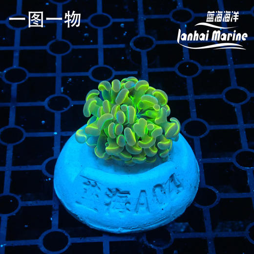 人工幻彩分枝榔头 商品图0