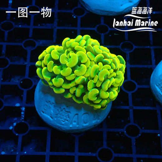 幻彩金分枝榔头 商品图3