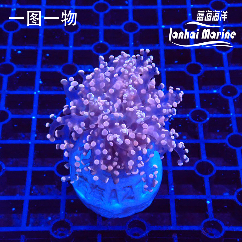 人工分枝荧光橙蛙卵