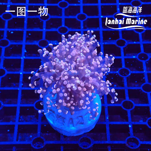 人工分枝荧光橙蛙卵 商品图0