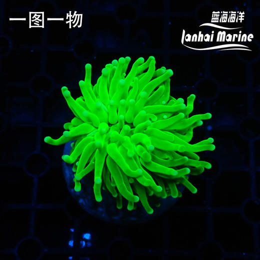 人工荧光绿巨人火柴 商品图1