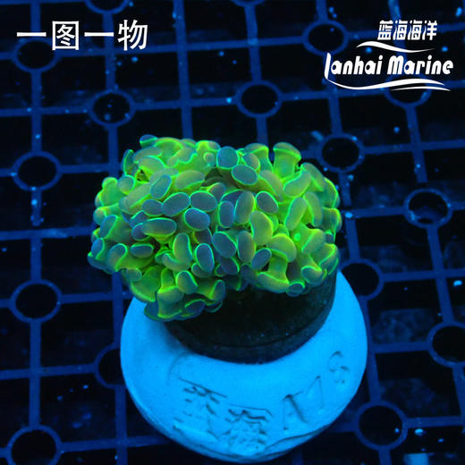 人工幻彩分枝榔头 商品图2