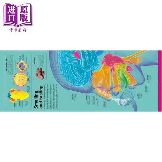 预售 【中商原版】DK 人体 你的奇妙身体结构大揭秘 Body Your Amazing Anatomy Revealed 英文原版 DK 科学百科作品 商品图1