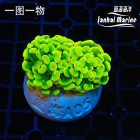 幻彩金分枝榔头