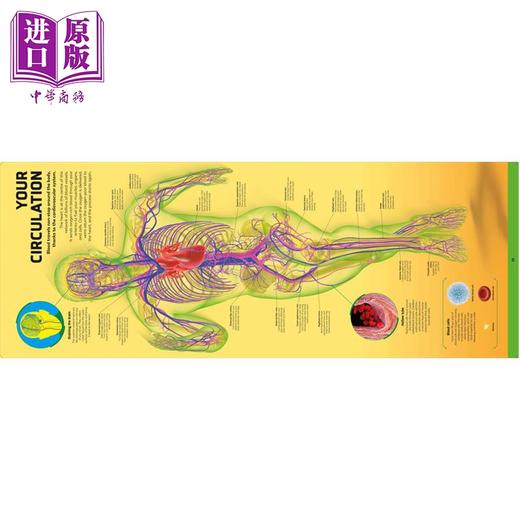 预售 【中商原版】DK 人体 你的奇妙身体结构大揭秘 Body Your Amazing Anatomy Revealed 英文原版 DK 科学百科作品 商品图4
