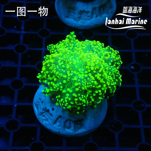 人工荧光绿蛙卵 商品图2