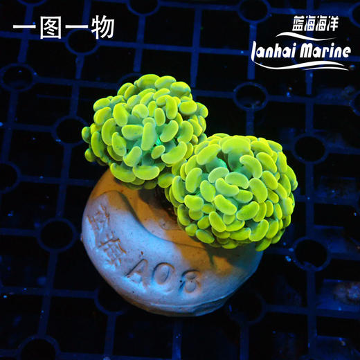 幻彩金分枝榔头 商品图4