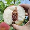 【湖北省外地区可拍，部分地区不发货】新鲜水果 丹江口贡桃5号白香玉桃子 5斤装 （11~12枚左右）周一发货 商品缩略图2