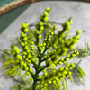 【预售，预计23日左右发货】2026新花季｜珠兰花茶100g 四度窨制 缥缈幽雅花香 （三联爱茶出品 2026.7生产 ） 商品缩略图3