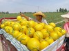 甘肃精品民勤金红宝蜜瓜｜沙漠蜜瓜，16°+ 多汁蜜甜，冰镇比冰淇凌还绝！赏味期极短，快来尝！【顺丰到家】 商品缩略图4