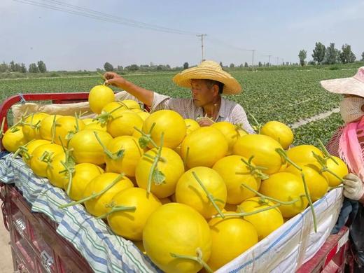 甘肃精品民勤金红宝蜜瓜｜沙漠蜜瓜，16°+ 多汁蜜甜，冰镇比冰淇凌还绝！赏味期极短，快来尝！【顺丰到家】 商品图4