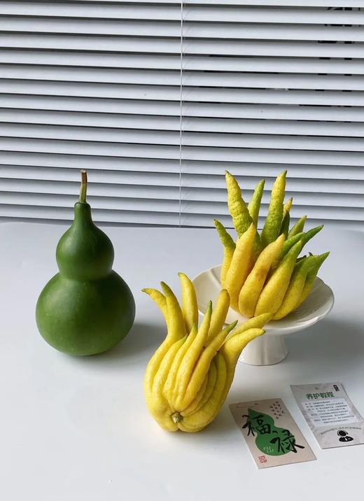 绿葫芦+天然香薰佛手 |  摆在家里，寓意：福禄双全 商品图4